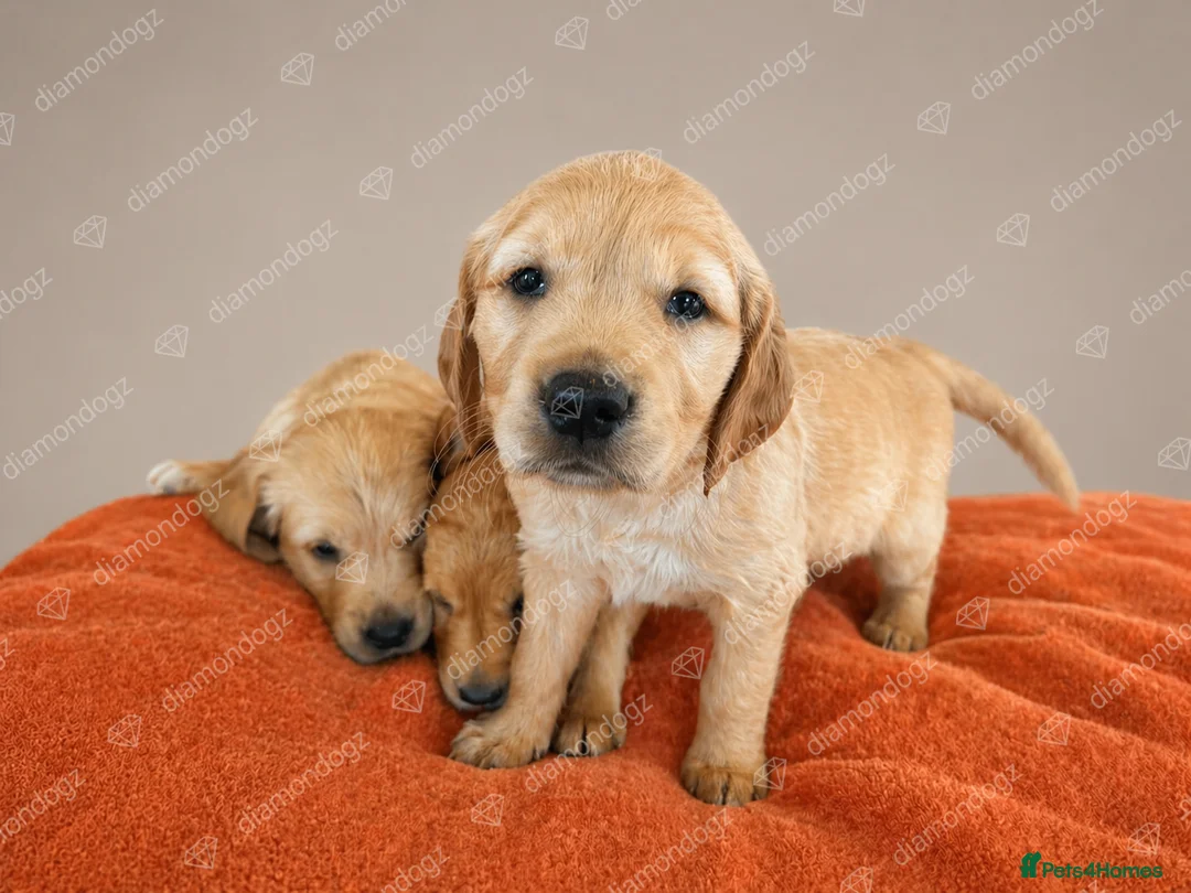 Golden Retriever dogs for sale: Pedigree, correct and health tested Golden puppies - Advert 2