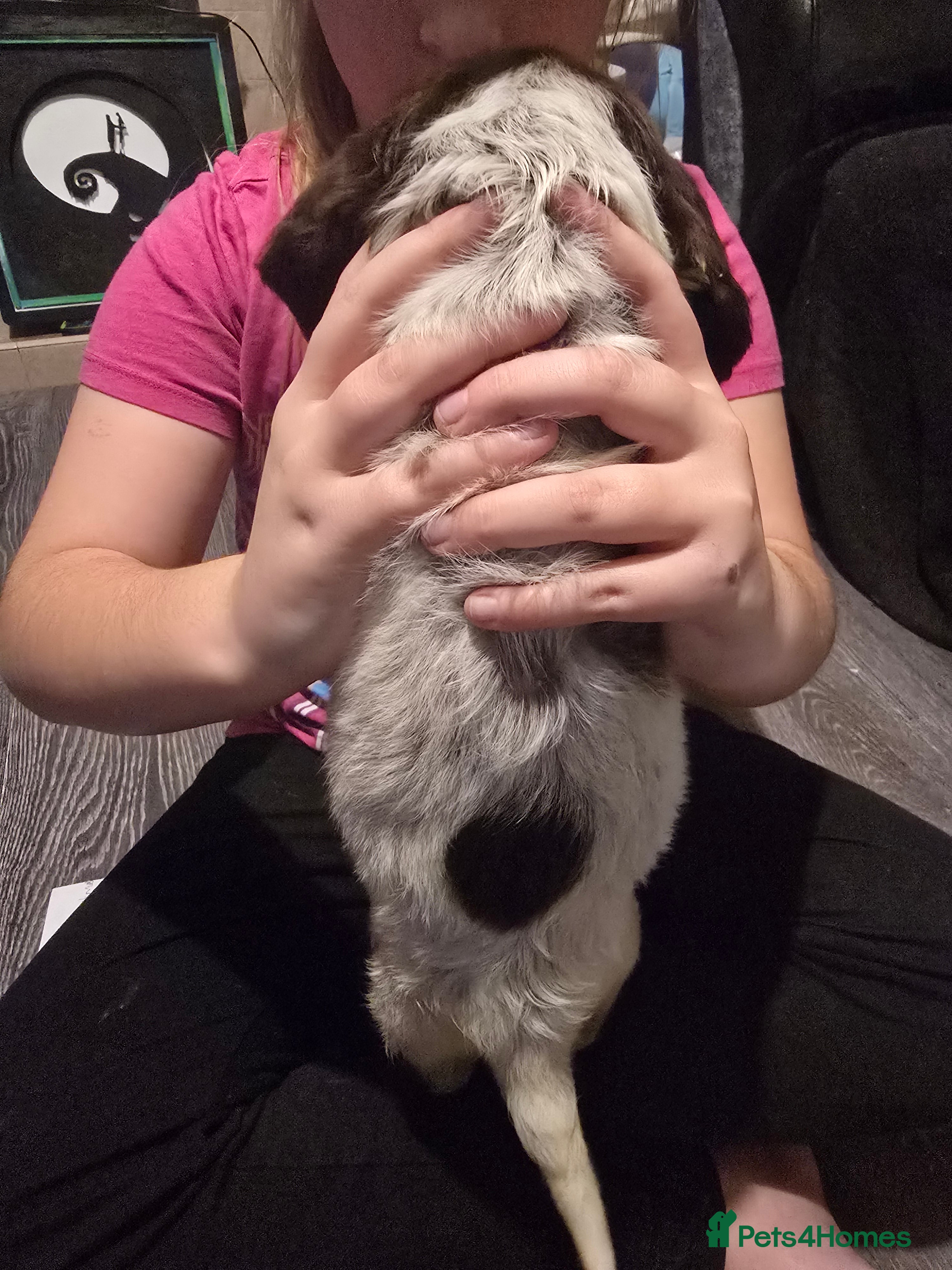 Sprocker dogs 3 female sprocker puppies - Advert 14