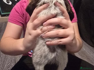 Sprocker dogs 3 female sprocker puppies - Advert 14