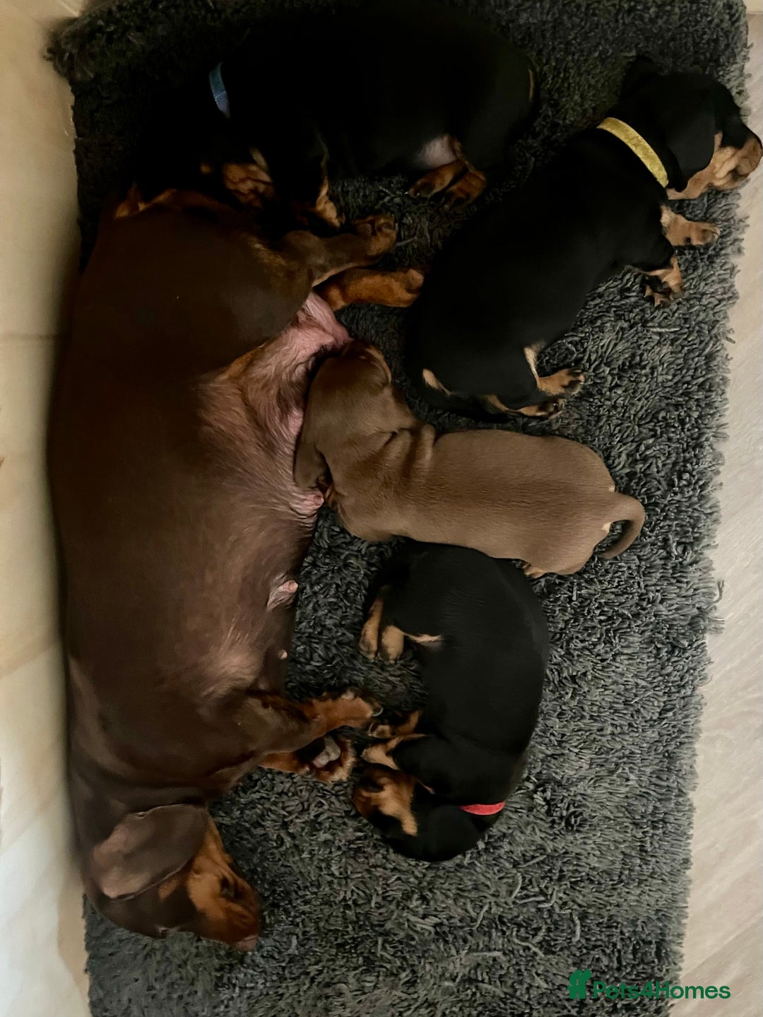 Miniature Dachshund dogs for sale: KC Reg Miniature Dachshund Smooth Haired Puppies - Image 7