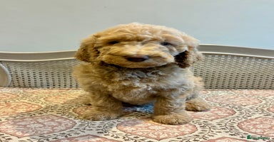 Standard Poodle dogs Beautiful KC Registered Standard Poodle Puppies - Advert 6