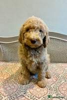 Standard Poodle dogs Beautiful KC Registered Standard Poodle Puppies - Advert 6