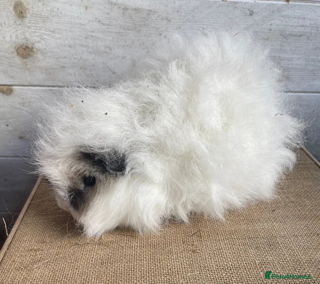 Guinea Pig rodents for sale: Pair of unrelated Swiss  - Advert 10