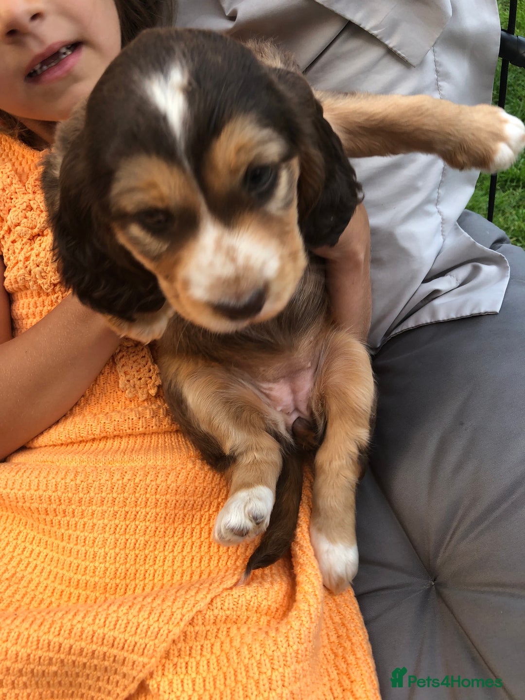 Cocker Spaniel dogs for sale: Cocker spaniel  - Image 3