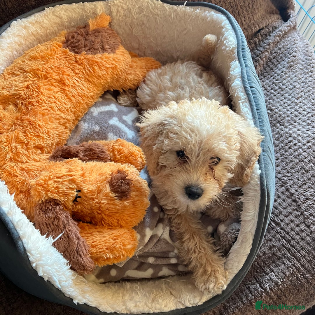 Mixed Breed dogs for sale: F1b Australian Labradoodle  - Advert 32