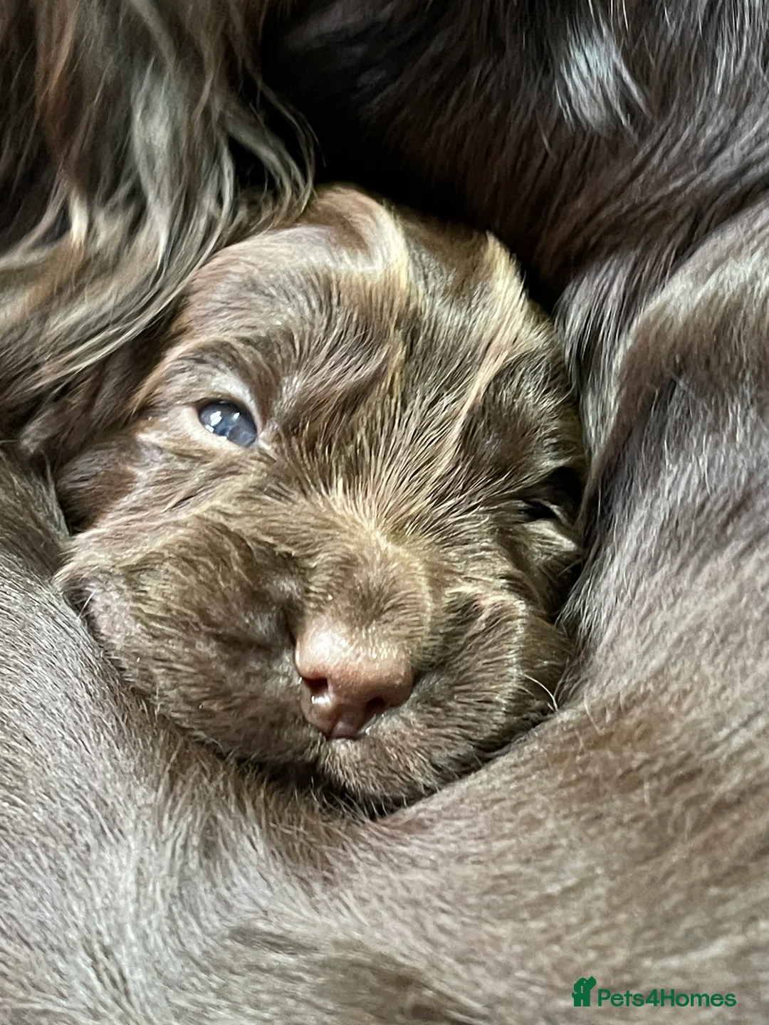 Cocker Spaniel dogs for sale: Working cocker spaniels - Advert 4