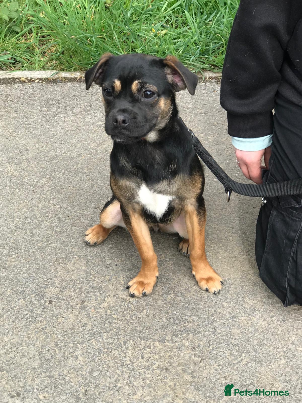 Mixed Breed dogs Female pug x parson Terrier - Advert 1