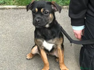 Mixed Breed dogs Female pug x parson Terrier - Advert 1