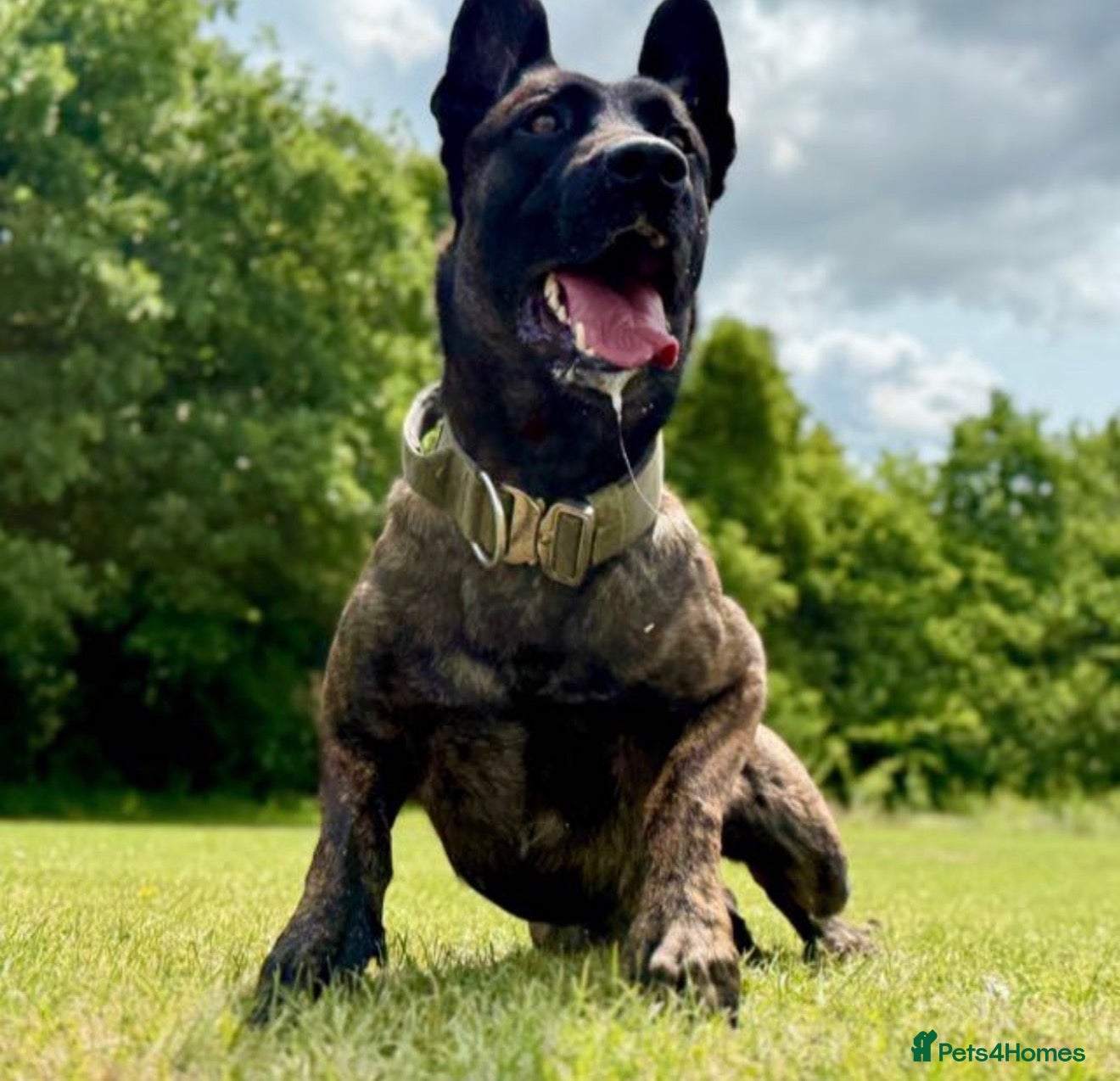 Belgian Shepherd Dog dogs Elite Malinois x Dutch Shepherd Puppies  - Advert 2