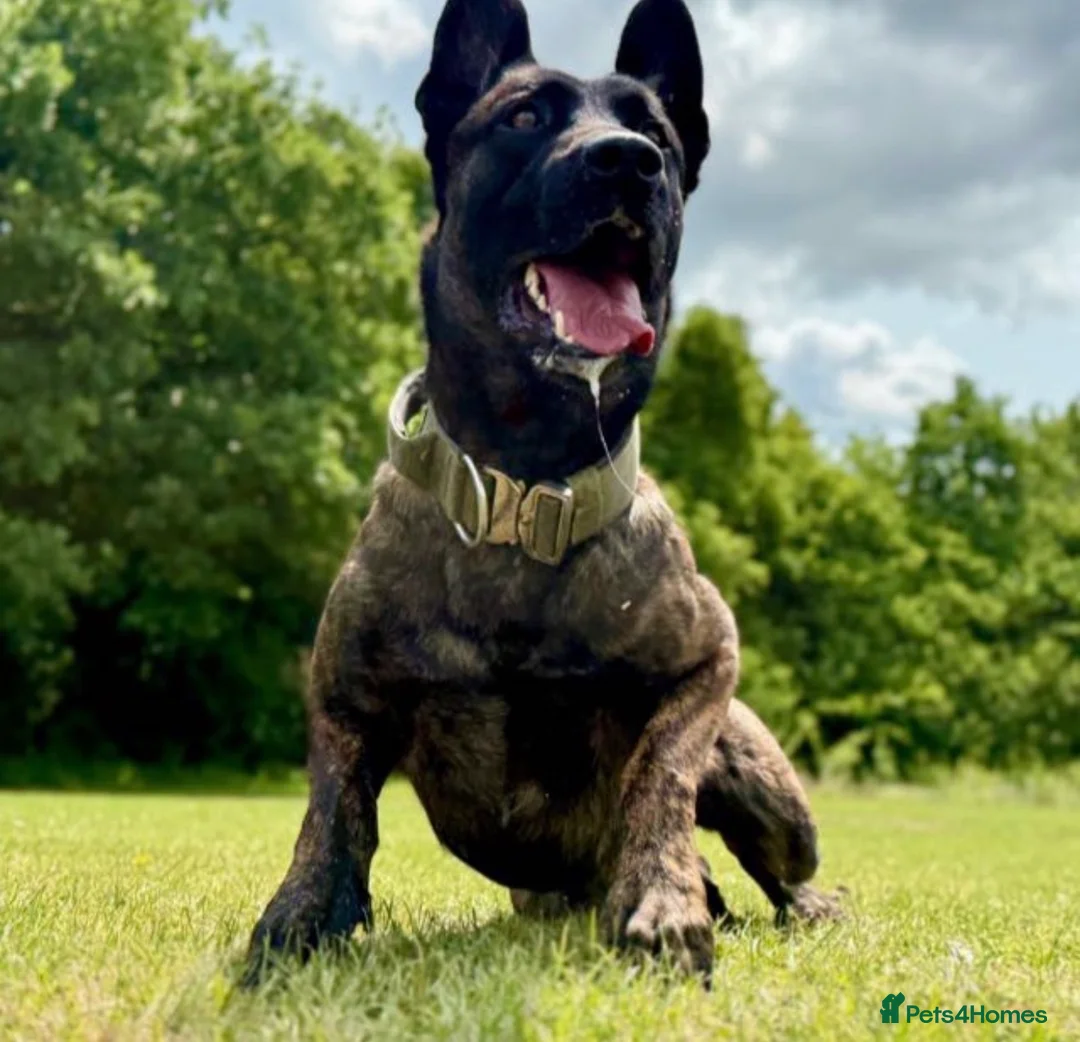 Belgian Shepherd Dog dogs for sale: Elite Malinois x Dutch Shepherd Puppies  - Advert 2