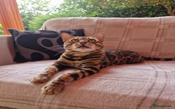 Bengal cats for stud: Bengal cat for stud, Fabio. in Peterborough - Image 2