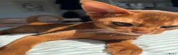 Abyssinian cats for sale: Stunning Abyssinian champion line kittens-last boy - Advert 14