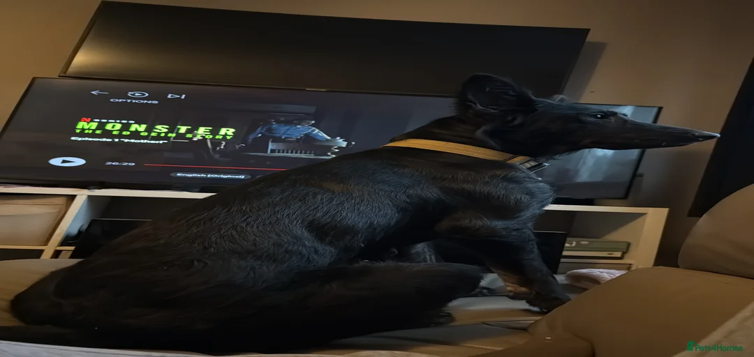 Gallery Image {{count}}