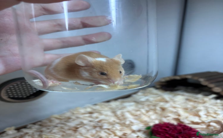 Mouse rodents - Advert 1