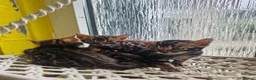 Bengal cats for sale: Stunning Bengal Kittens - Advert 25
