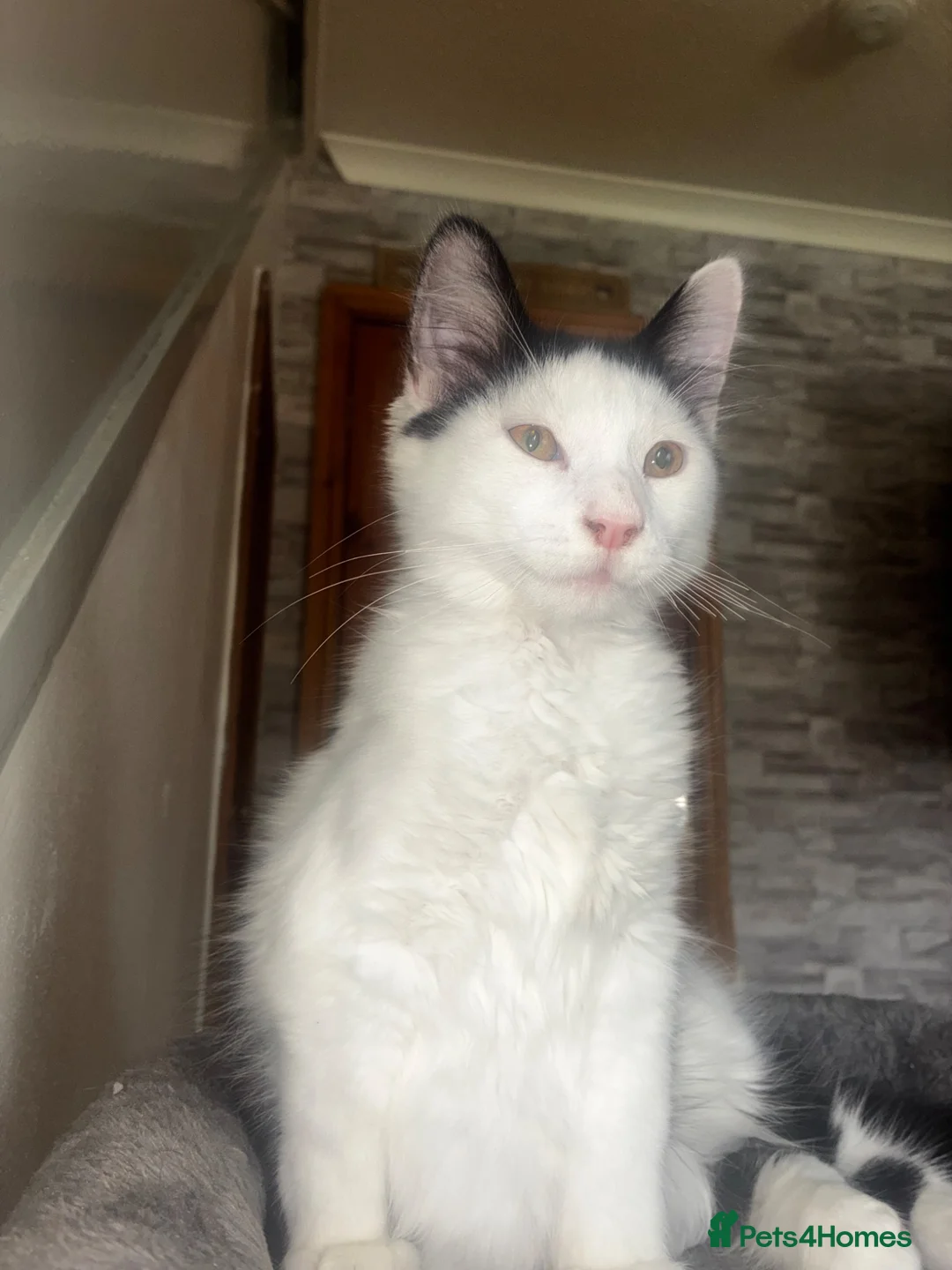 British Longhair cats for sale: 4 Beautiful Kittens  in Swansea - Advert 2