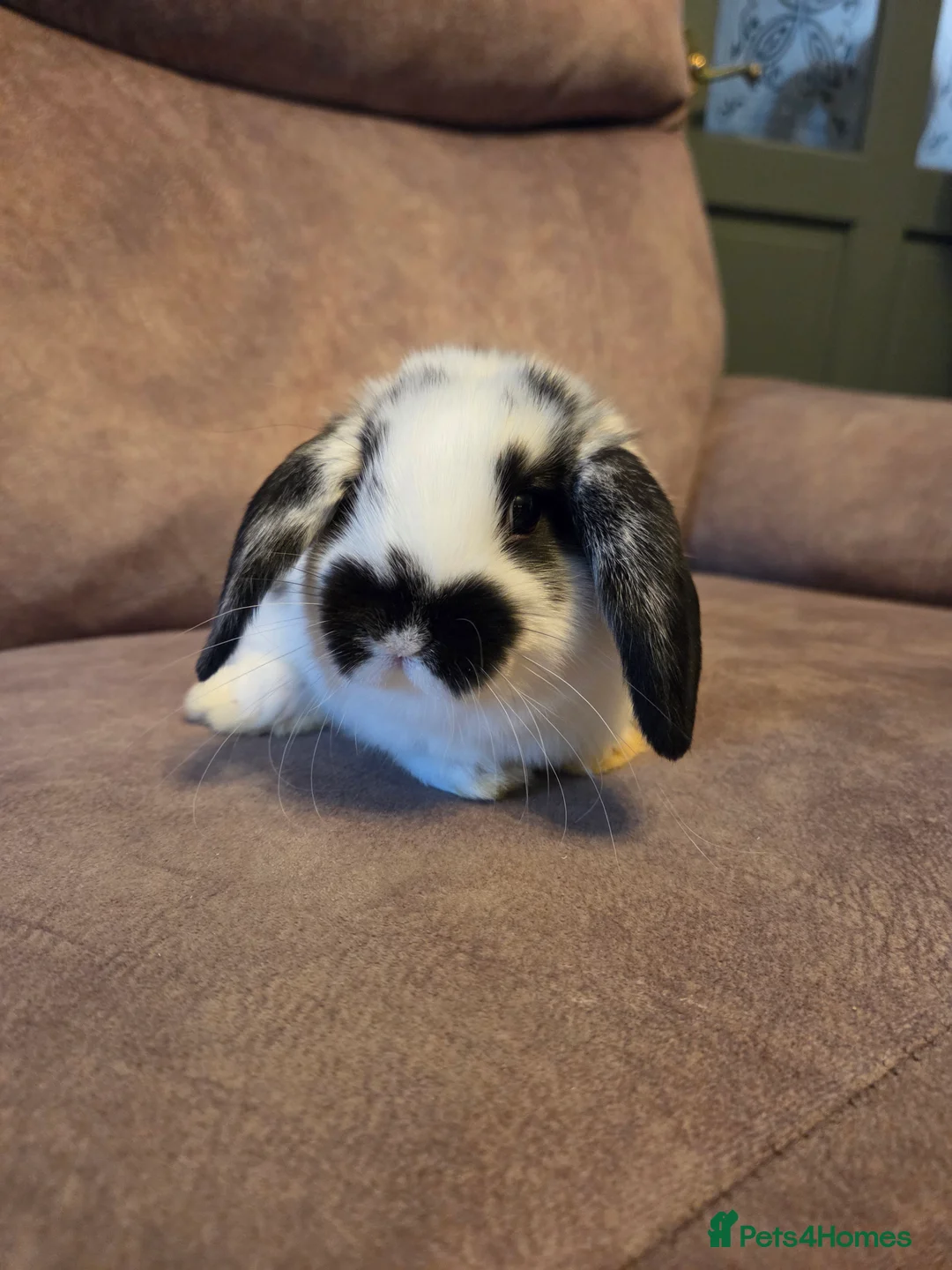Mini Lop rabbits for sale: 9 week old mini lop buck  Silly tame  - Advert 2