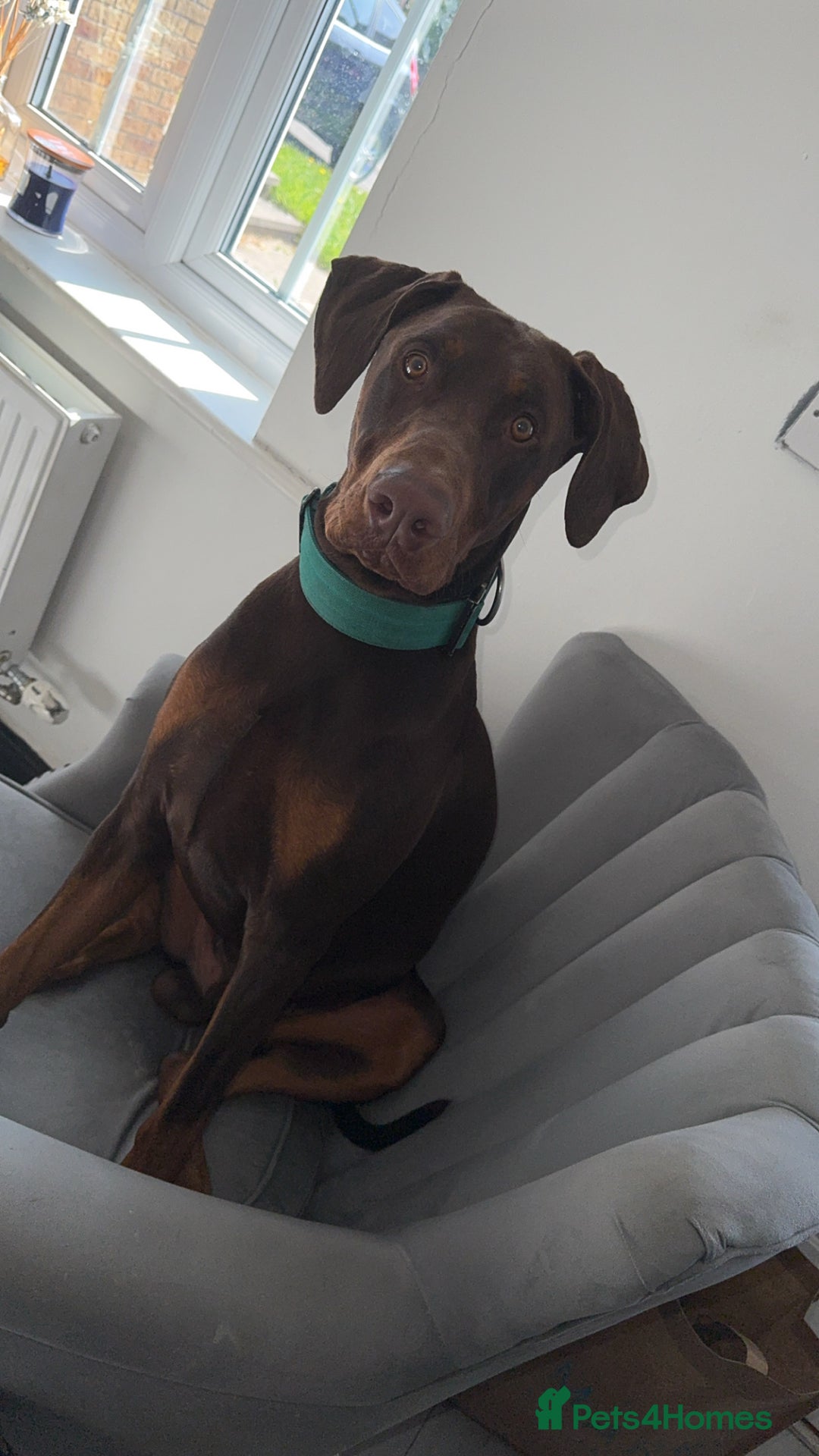 Dobermann dogs for stud: Doberman red&rust stud - Image 7