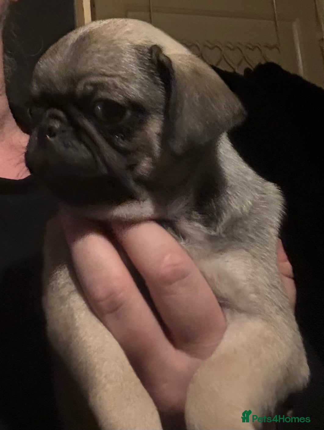 Pug dogs Male & Female Pug pups - Advert 1