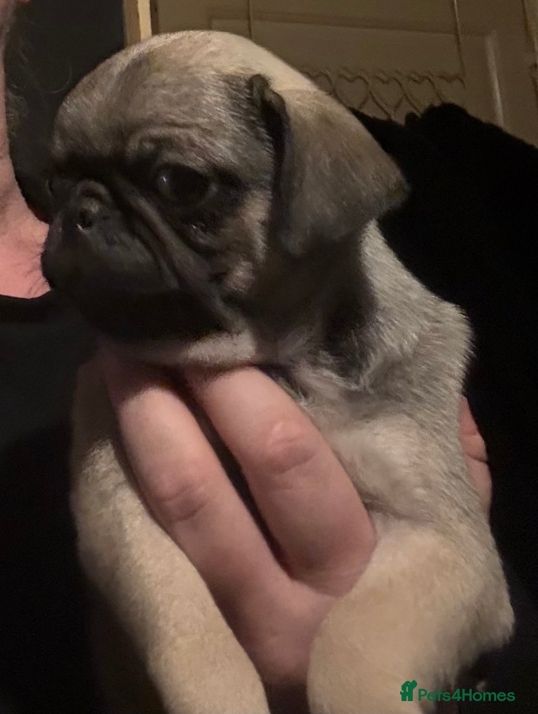 Pug dogs for sale: Male & Female Pug pups - Advert 2