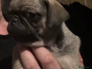 Pug dogs Male & Female Pug pups - Advert 6