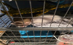 Ferret rodents for sale: 2x male ferrets. With cage. - Image 2