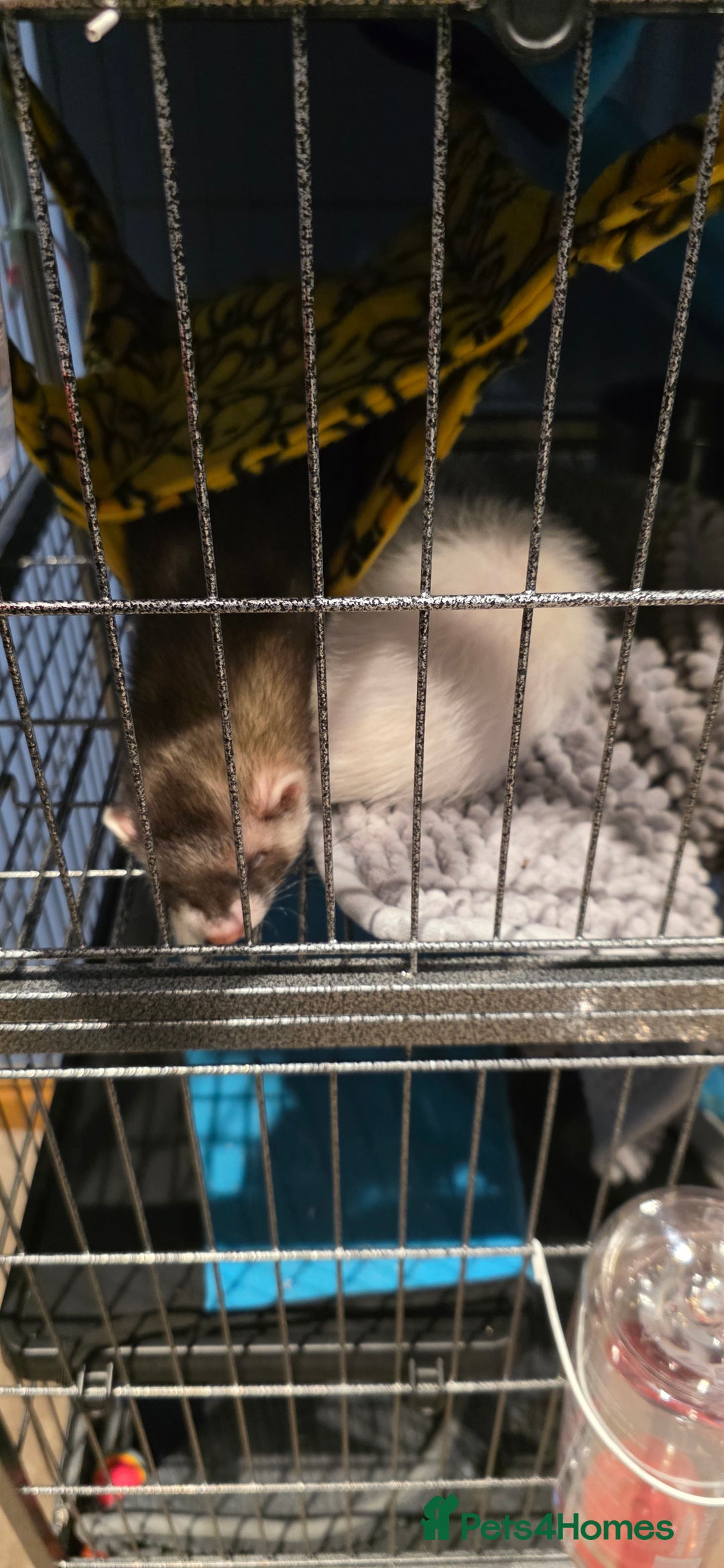 Ferret rodents for sale: 2x male ferrets. With cage. - Image 2