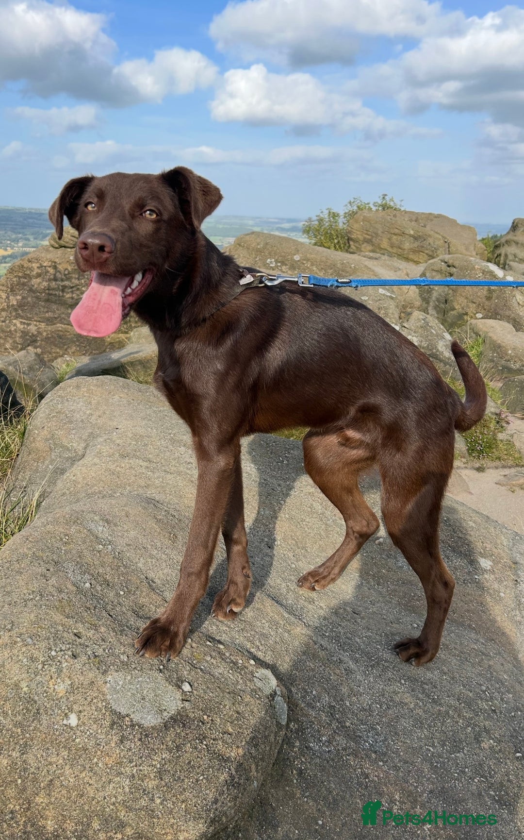 Mixed Breed dogs for sale: Chocolate labrador x Welsh collie, 1 year old  - Image 4