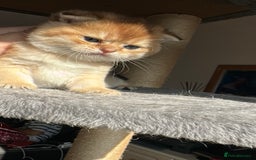 Scottish Fold cats for sale: 🐾Golden Teddy Bears – Ready for Reservation - Image 14