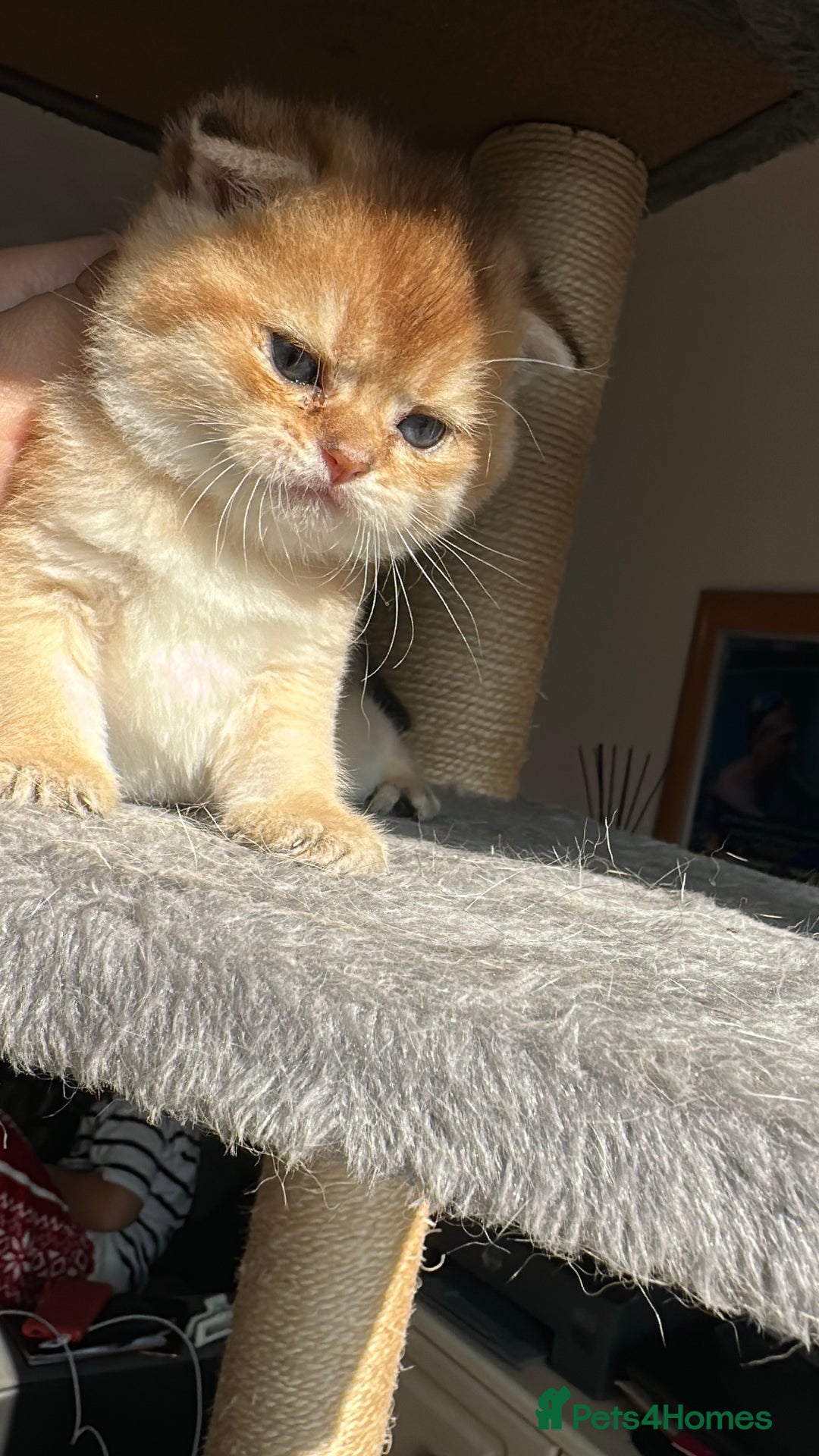 Scottish Fold cats for sale: 🐾Golden Teddy Bears – Ready for Reservation - Image 14