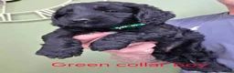 Cockapoo dogs for sale: F1 Cockapoos hereditary clear - Advert 13