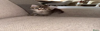Tabby girl