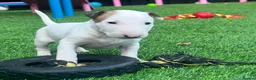 English Bull Terrier dogs for sale: Stunning English bull terrier puppies for sale  - Advert 6