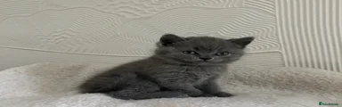 British Shorthair blue 