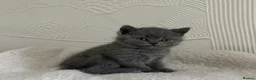 British Shorthair cats for sale: British short hair female kittens  - Advert 9