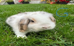 Mini Lop rabbits for sale: Mini Lop Male and Female Rabbits For Sale  - Image 14