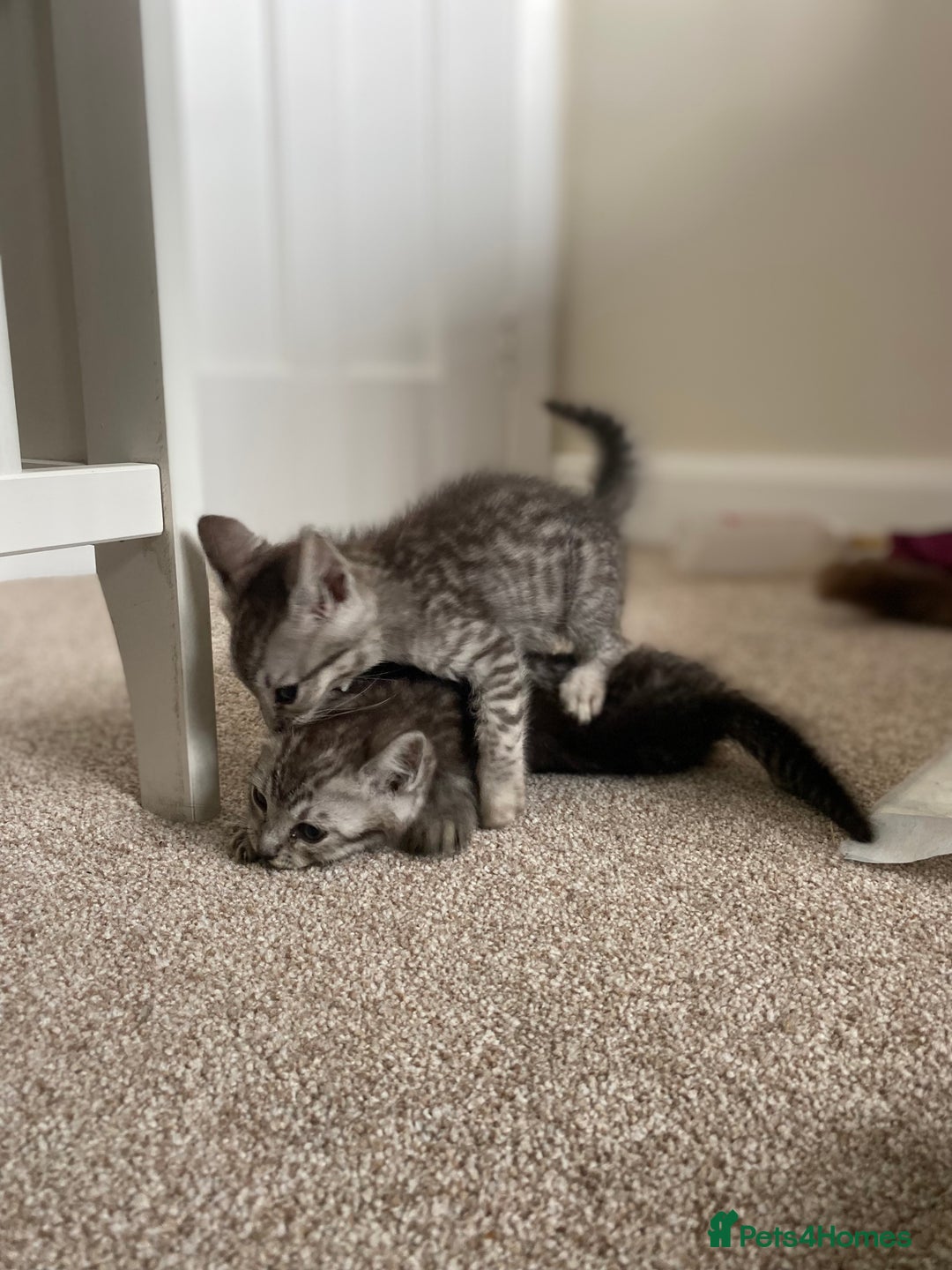 Mixed Breed cats for sale: Ragdol x bengal kittens  - Image 2
