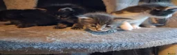 Maine Coon cats for sale: 🐾 **Beautiful Maine Coon Kittens for Sale** 🐾 in Thetford - Advert 14