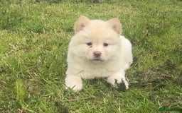 Chow Chow dogs for sale: Exotic colour chowsky puppies for sale  - Image 20