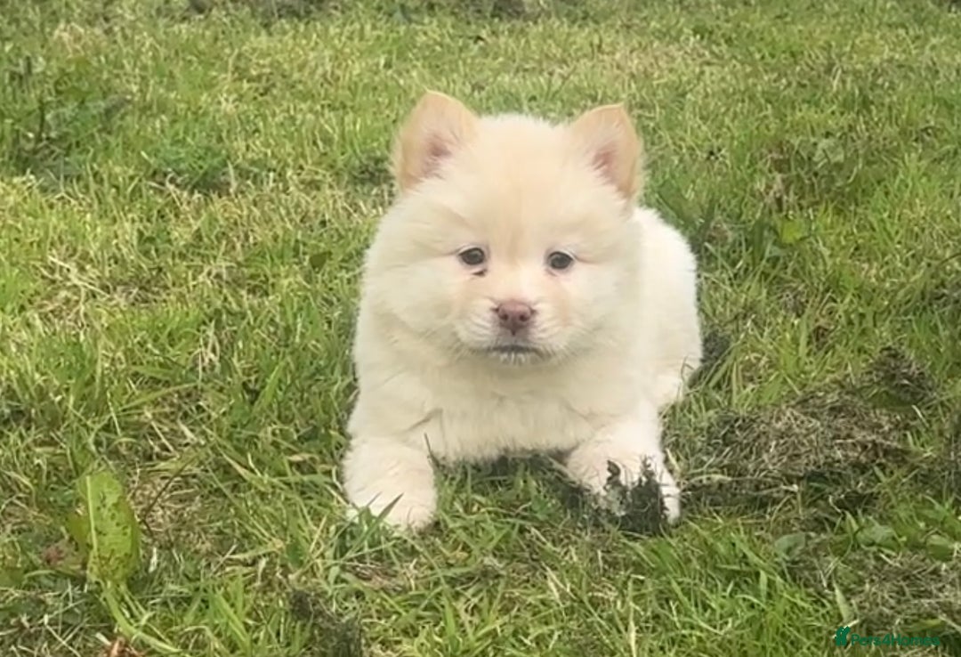 Chow Chow dogs for sale: Exotic colour chowsky puppies for sale  - Image 20
