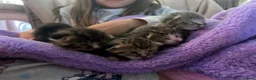 Mixed Breed cats for sale: 5 beautiful kittens with tabby markings - Advert 3