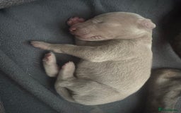 Weimaraner dogs for sale: 🐾 KC Registered Weimaraner Puppies 🐾 - Image 6