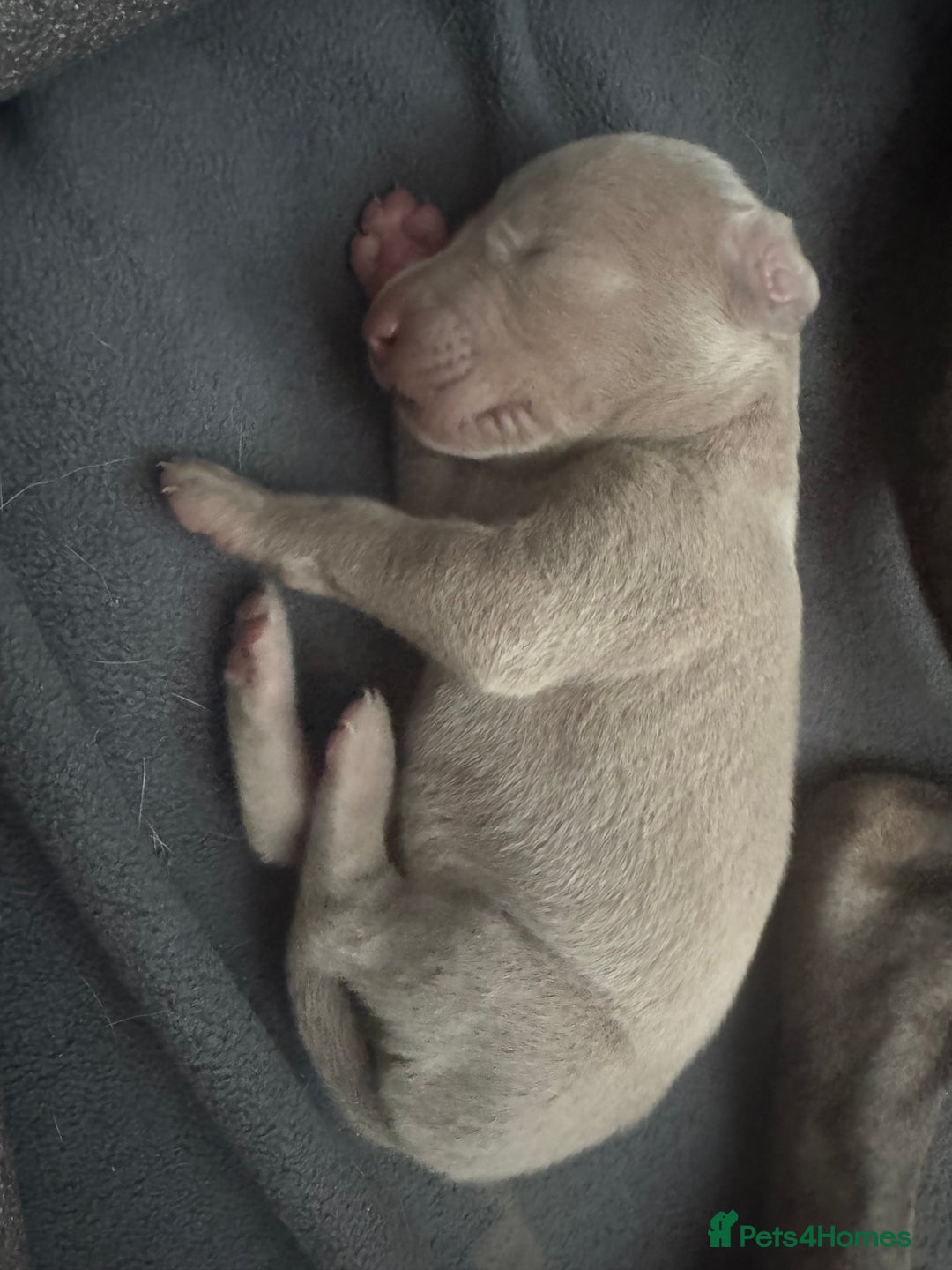 Weimaraner dogs for sale: 🐾 KC Registered Weimaraner Puppies 🐾 - Image 6