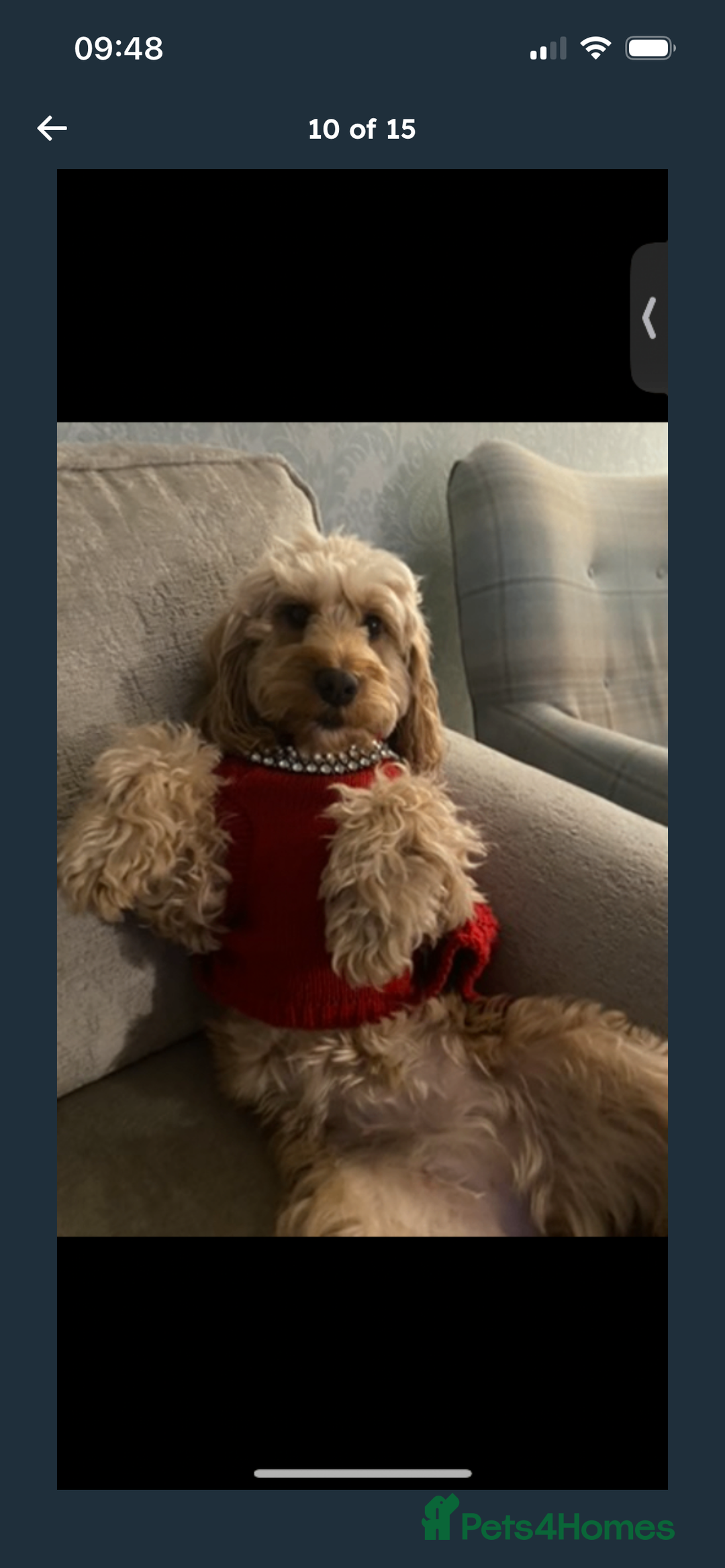 Cockapoo dogs for sale: F2 cockapoo puppies available  - Advert 12