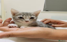 Mixed Breed cats for sale: Kittens ready to go - Image 5