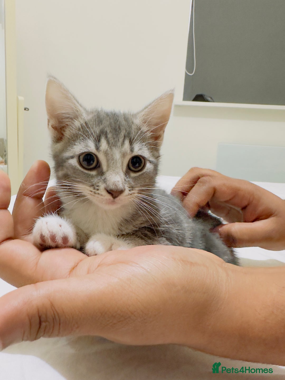 Mixed Breed cats for sale: Kittens ready to go - Image 5