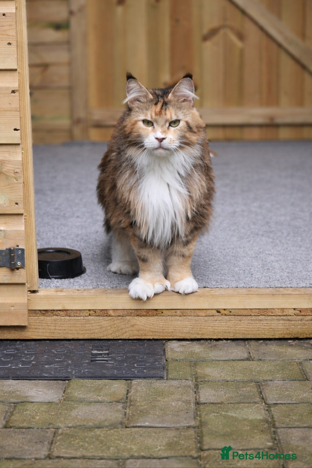 Maine Coon cats TICA Polydactyl breeding queen - Advert 17