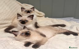 Ragdoll cats for sale: Ragdoll Kittens - Image 2