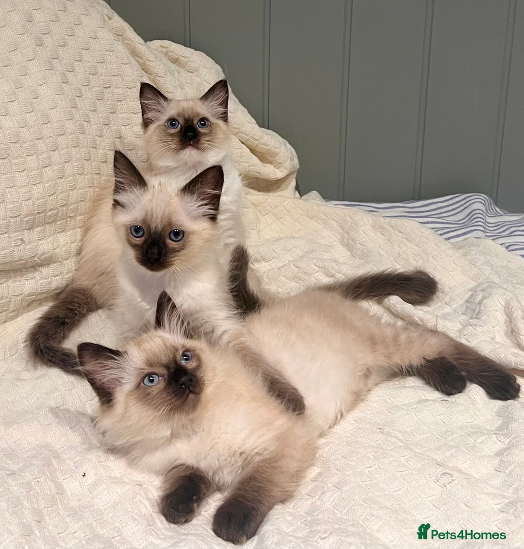 Ragdoll cats for sale: Ragdoll Kittens - Image 2