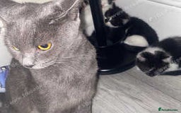 Mixed Breed cats for sale: 🐾 Adorable Kittens Looking for Loving Homes 💕 - Image 19